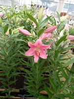 [4220 Aya Sophia No101.JPG]